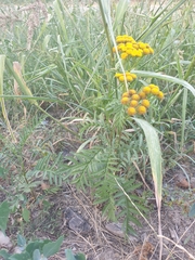 Tanacetum vulgare