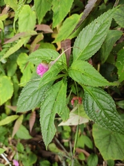 Impatiens blepharosepala