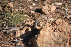 Sceloporus tristichus