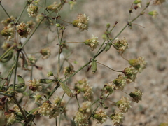 Eriogonum maculatum