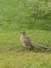 Geococcyx californianus