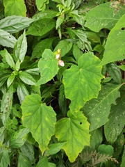 Begonia grandis sinensis