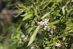 Myoporum montanum