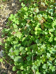 Lamium hybridum