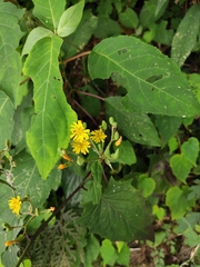 Crepidiastrum denticulatum
