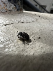 Otiorhynchus rugosostriatus