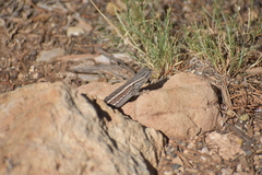 Sceloporus tristichus