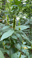 Agastache nepetoides