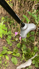 Desmodium paniculatum