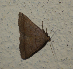 Zanclognatha lunalis