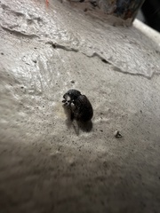 Otiorhynchus rugosostriatus