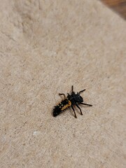 Harmonia axyridis