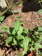 Eupatorium godfreyanum