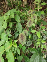 Actinidia lanceolata