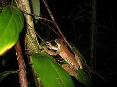 Osteocephalus taurinus