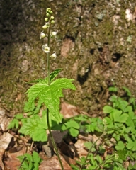 Mitella diphylla