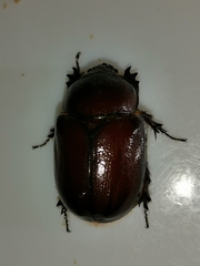 Phyllognathus excavatus