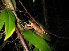 Osteocephalus taurinus