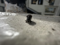 Otiorhynchus rugosostriatus