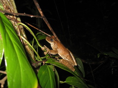 Osteocephalus taurinus