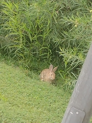 Leporidae