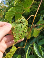 Daktulosphaira vitifoliae