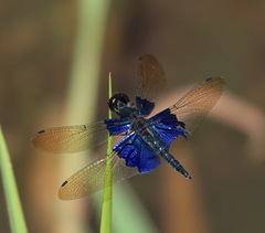 Rhyothemis triangularis