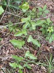 Smilax auriculata