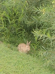 Leporidae