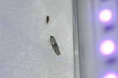 Blastobasis glandulella