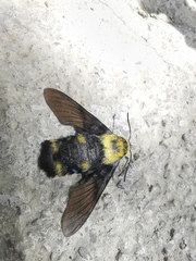 Sataspes xylocoparis