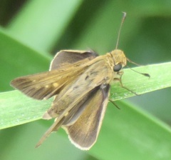 Panoquina panoquin
