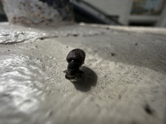 Otiorhynchus rugosostriatus