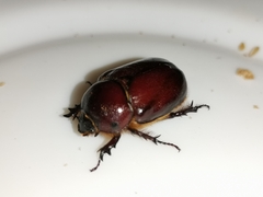 Phyllognathus excavatus