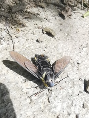 Sataspes xylocoparis