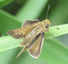 Panoquina panoquin
