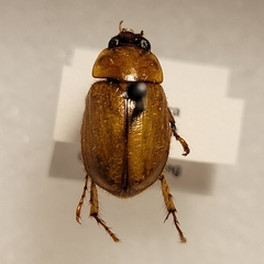 Cyclocephala