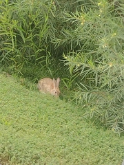 Leporidae