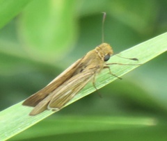 Panoquina panoquin