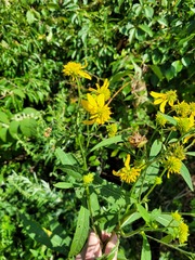 Verbesina alternifolia