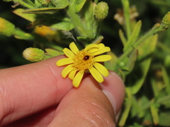 Phalacridae