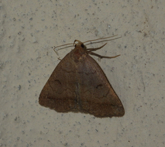 Zanclognatha lunalis