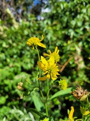 Verbesina alternifolia