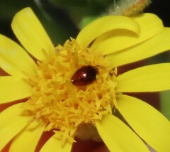 Phalacridae