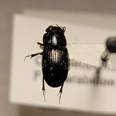 Aphodiinae
