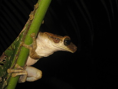 Osteocephalus taurinus