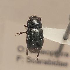 Aphodiinae
