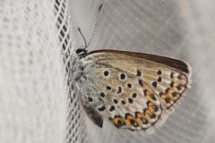 Plebejus idas
