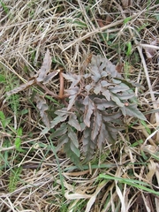 Sceptridium dissectum