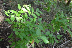 Vaccinium corymbosum
